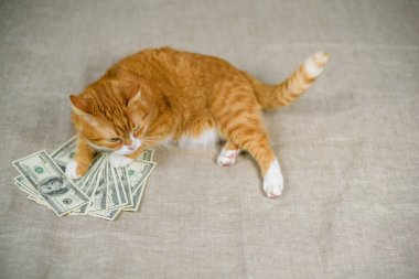 Yüzlerce dolarlık banknotları olan evcil bir kedinin portresi..