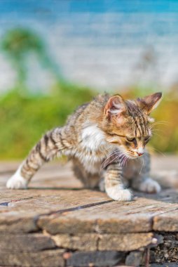 Eski bir dairedeki güzel gri bir kedinin portresi..
