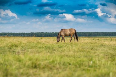 Yalnız at çayırda otluyor..