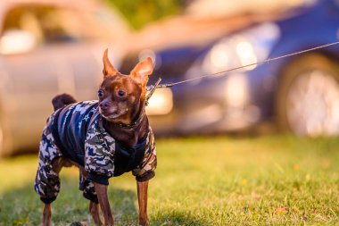 Rus oyuncak teriyeri yürüyüşe çıktı..
