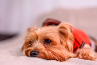 Yorkshire Teriyerinin Portresi