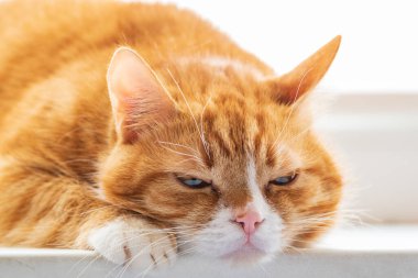 Kızıl bir kedinin yakın plan portresi..