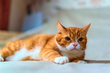 Kızıl bir kedinin stüdyo portresi