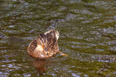 Ördekler gölette yüzer.