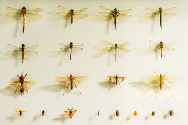 Beyaz arka planda yusufçuk koleksiyonu. Fotoğraflı yakın plan..