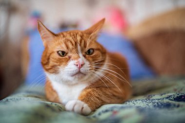 Evcil bir kızıl kedi yeşil bir yatak örtüsünün üzerinde yatar. Fotoğraflı yakın plan..