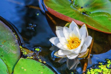 Ördek otunun arasında zambak