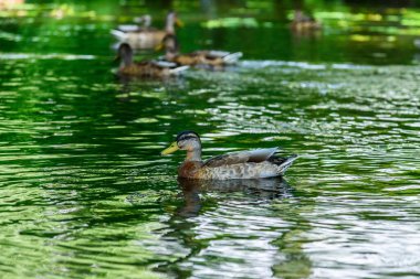 Ördekler gölette yüzer.