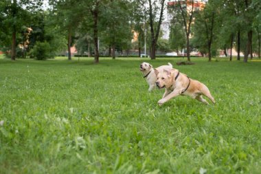 Bir çift Labrador parkta oynuyorlar. Yakından çekilmiş..