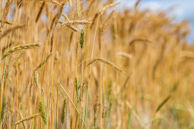 Güneşli bir günde olgunlaşmış buğday tarlası.