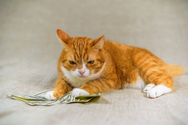 Amerikan dolarlarının yakınındaki gri arka planda kırmızı kedi.