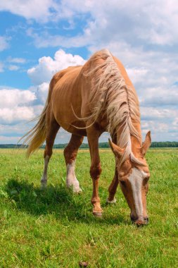 Bir yaz günü çayırda at otlatıyor..