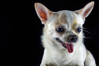 Siyah arka planda beyaz köpek