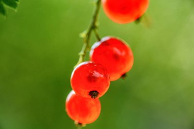 Frenk üzümünün yakın plan görüntüsü 