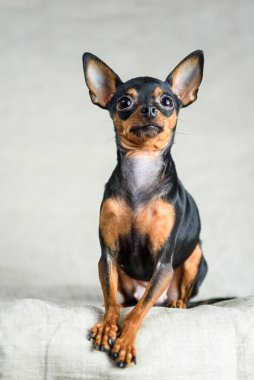 Gri arka planda bir chihuahua portresi