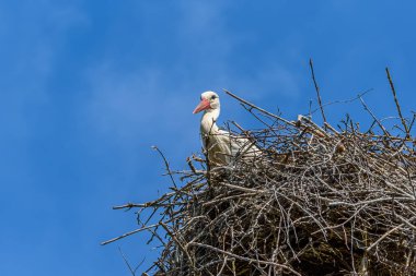 Gökyüzüne karşı bir yuvada leylek. yakın plan.