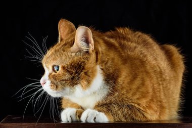 Güzel kırmızı kedi siyah arka planda