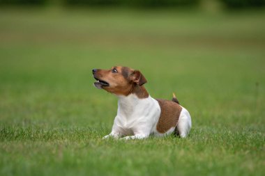 Genç Jack Russell Terrier parkta çimlerde oynuyor..