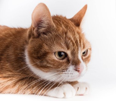 Korkmuş bir kedinin portresi..