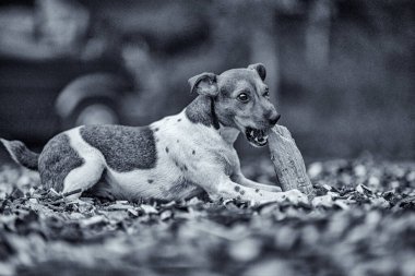 Köpek cins Jack Russell bir tahta parçasıyla oynuyor. Akşamleyin parkta fotoğraflanmış..