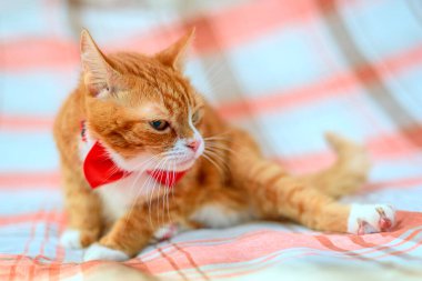 Kırmızı kelebekli kırmızı bir kedi portresi