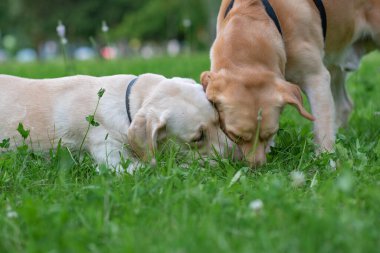 İki yavru labrador parkta çimlerde oynuyorlar..