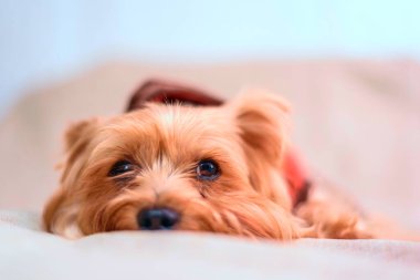 Yorkshire Teriyerinin Portresi