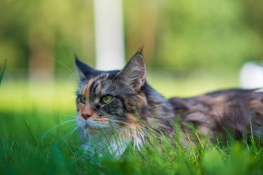 Parktaki Maine Rakun Kedi portresi. Fotoğraflı yakın plan..