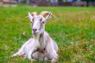 Keçi çayırda yatar ve kameraya bakar.