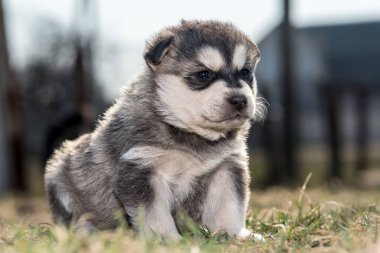 Genç kurt köpek çimenlerde oynuyor..