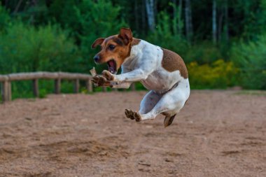 Köpek yemek için zıplar. Hareket halindeyken, odağını kaybederken fotoğraflanır...