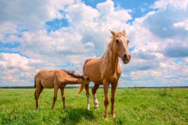 Çayırda otlayan iki bej at. 