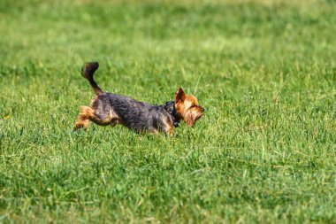 Yorkshire Teriyeri Çimlerin üzerinde Çalışıyor
