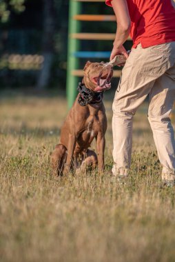 Tanımlanamayan bir kız yazın parkta pitbull teriyeri eğitiyor..