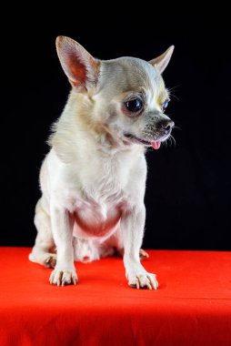 Siyah arka planda bir chihuahua portresi