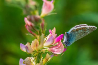 Güzel bir kelebek bir çiçeğin üzerinde oturur. Fotoğraflı yakın plan..
