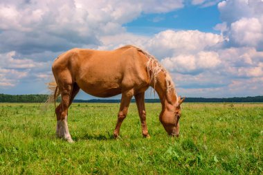 Otlakta beslenen bir atın manzarası