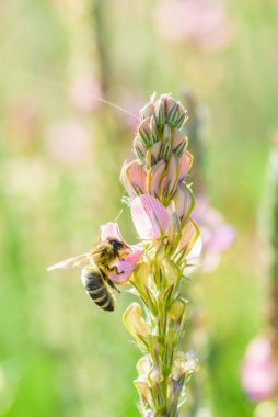 Bir arı çiçeğin içinde nektar toplar..