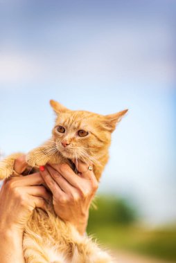 Zencefilli kedi insanın elinde. Yakından çekilmiş..