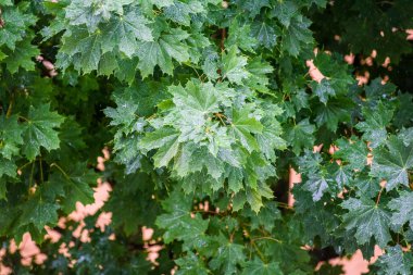 Ağaç yapraklarına yağmur damlaları