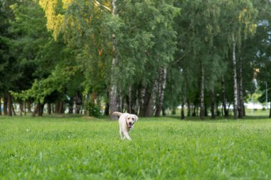 Parkta yürüyen üzgün bir geyik yavrusu labrador.