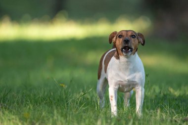 Genç Jack Russell Terrier parkta çimlerde oynuyor..