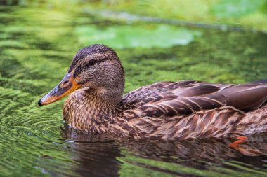 Sudaki ördeğin yakın plan portresi..