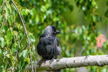 Karga bir dala oturur.