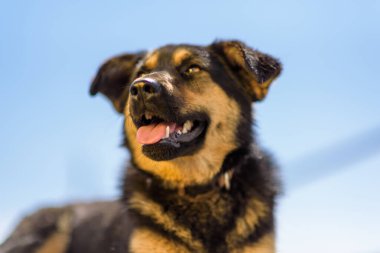 Serseri bir köpek, tahtadan yapılmış tahtaların üzerinde güneşleniyor..