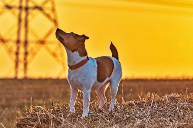 Günbatımında köpek Jack Russell Terrier.