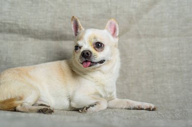Gri arka planda bir chihuahua portresi