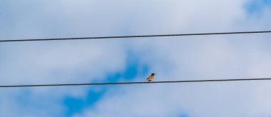 Serçeler mavi gökyüzüne karşı elektrik tellerinde otururlar..