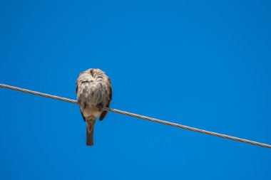 Elektrik hattında oturan bir serçe. Fotoğraflı yakın çekim.