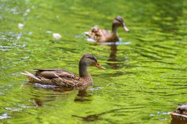 Ördekler gölette yüzer.
